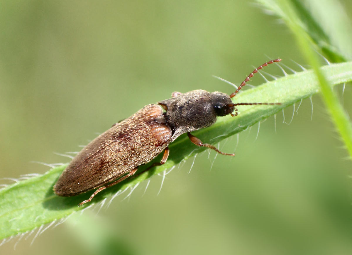 Agriotes lineatum ?